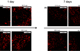 Electrosprayed CDC cell distribution time