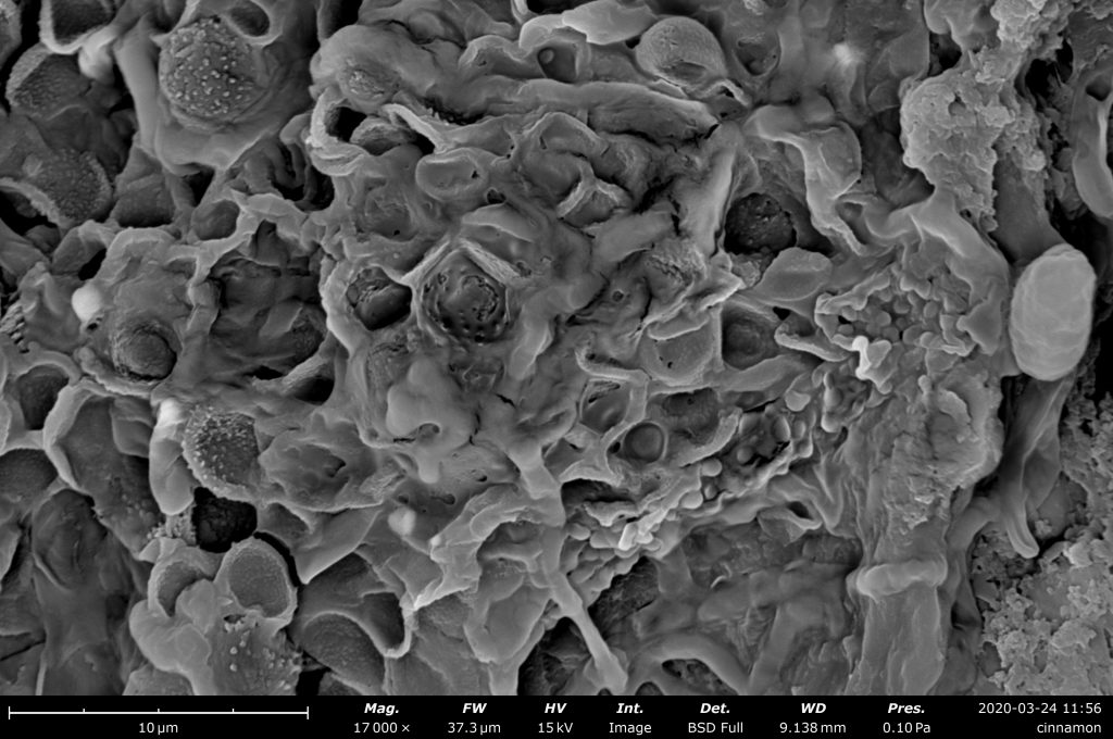 Cinnamon imaged on the Phenom desktop SEM