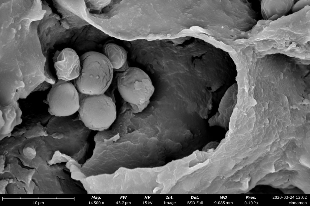 Cinnamon imaged on the Phenom desktop SEM