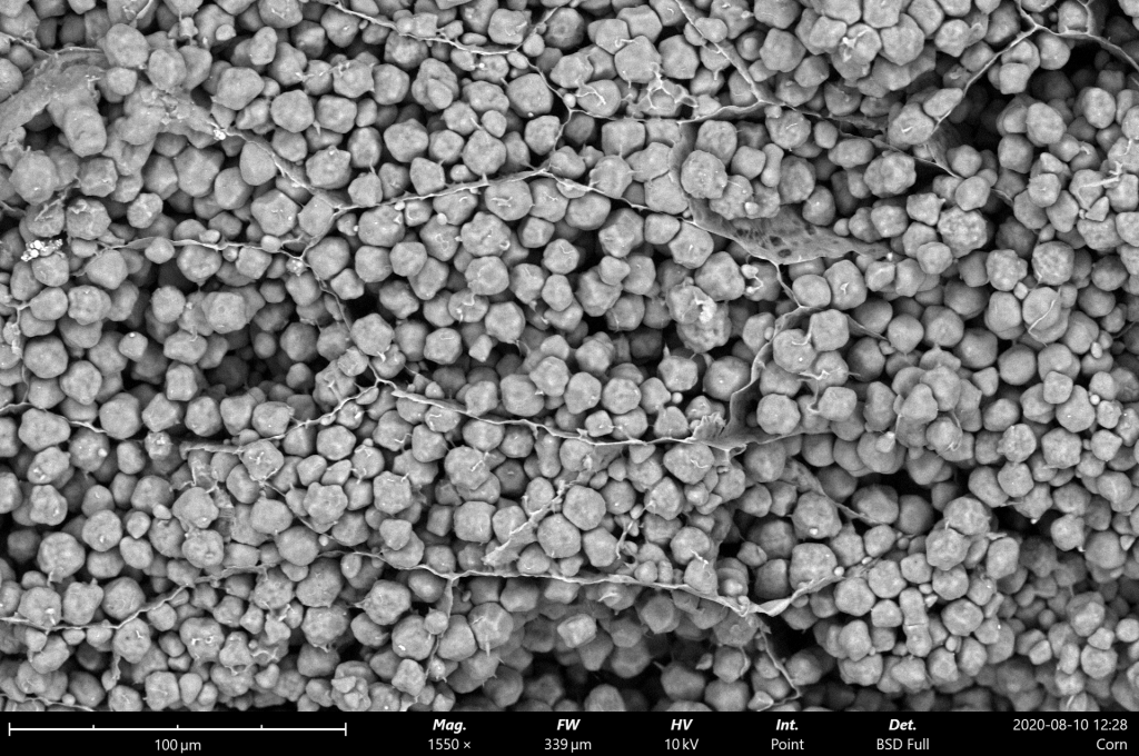 Benchtop SEM image of corn